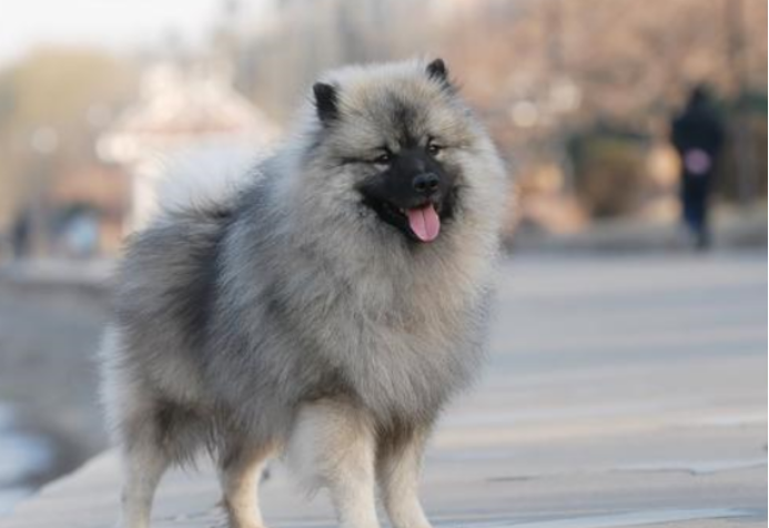 荷兰毛狮犬——荷兰人心中的国犬_百科TA说