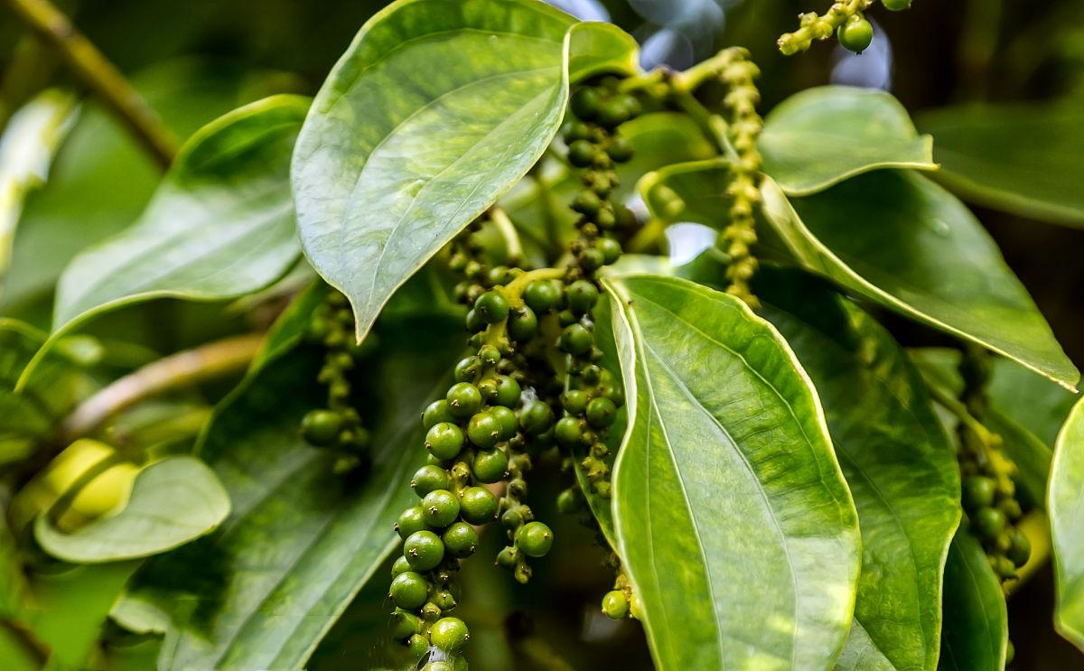 胡椒（胡椒科胡椒属植物）_百度百科