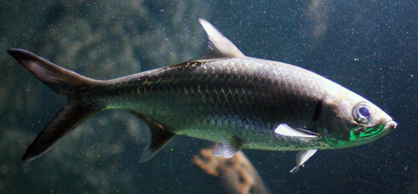  p>大海鲢(学名: i>megalops cyprinoids /i>)是大海鲢科,大海鲢属一