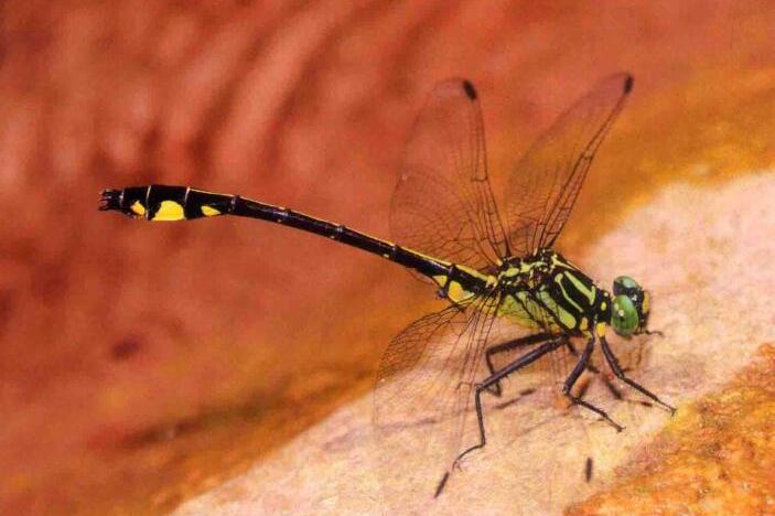 分类地位:动物界 > 节肢动物门 > 昆虫纲 > 蜻蜓目 > 春蜓科