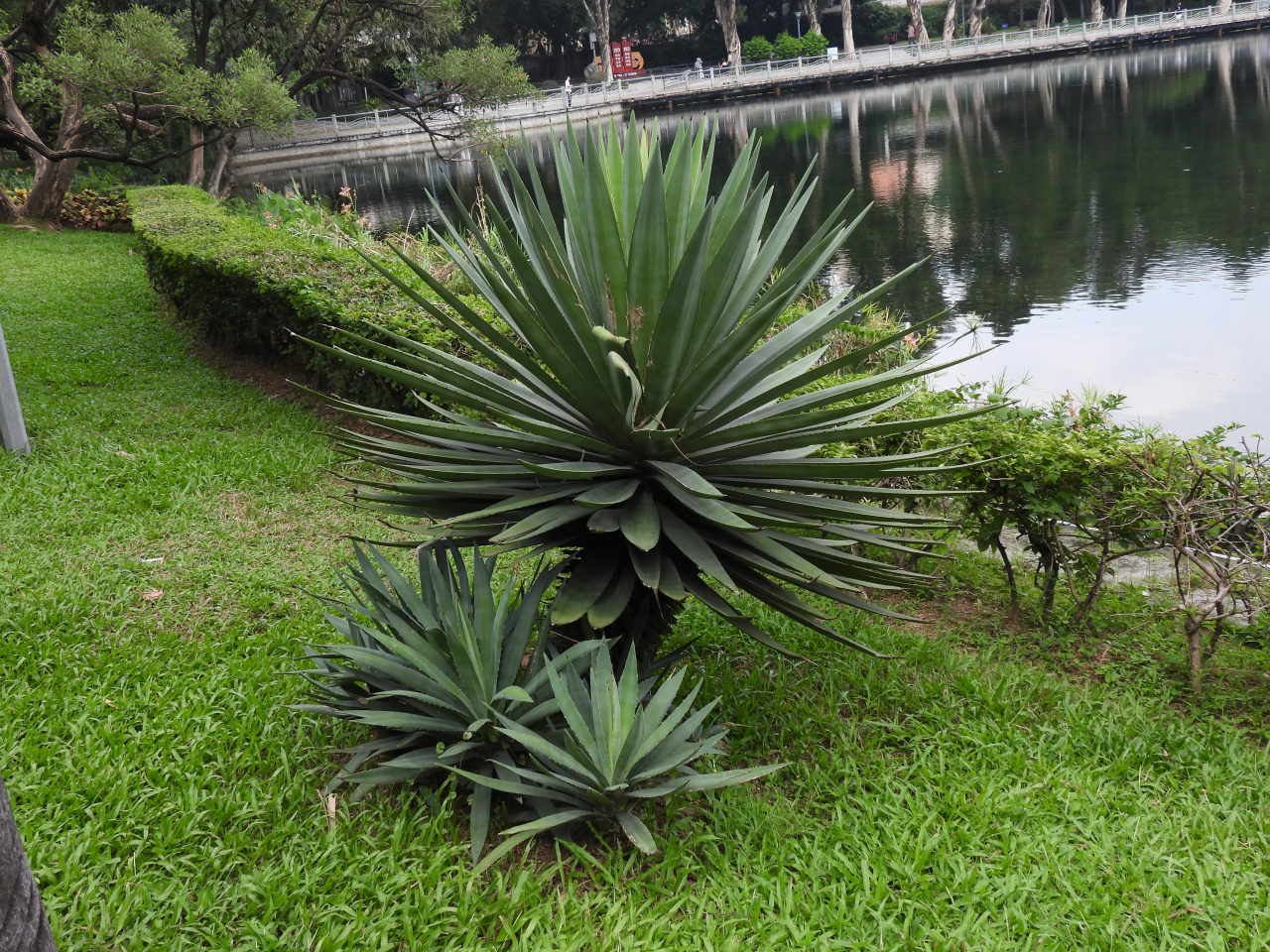剑麻（天门冬科龙舌兰属植物）_百度百科