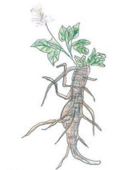 胡黄连（车前科胡黄莲属植物）_百度百科