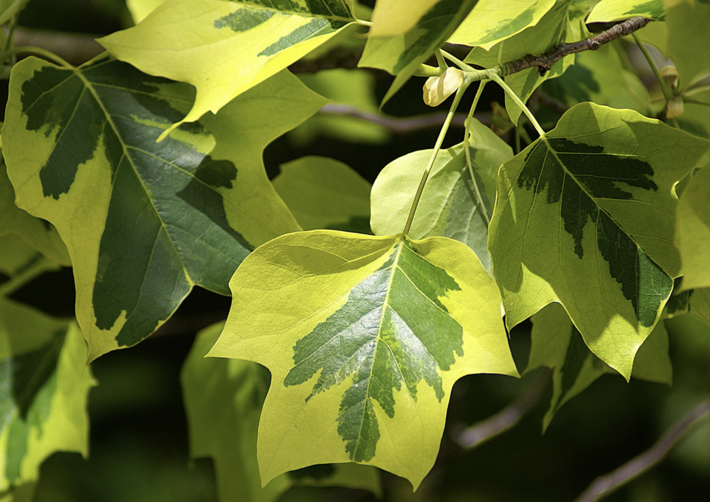 金边北美鹅掌楸
