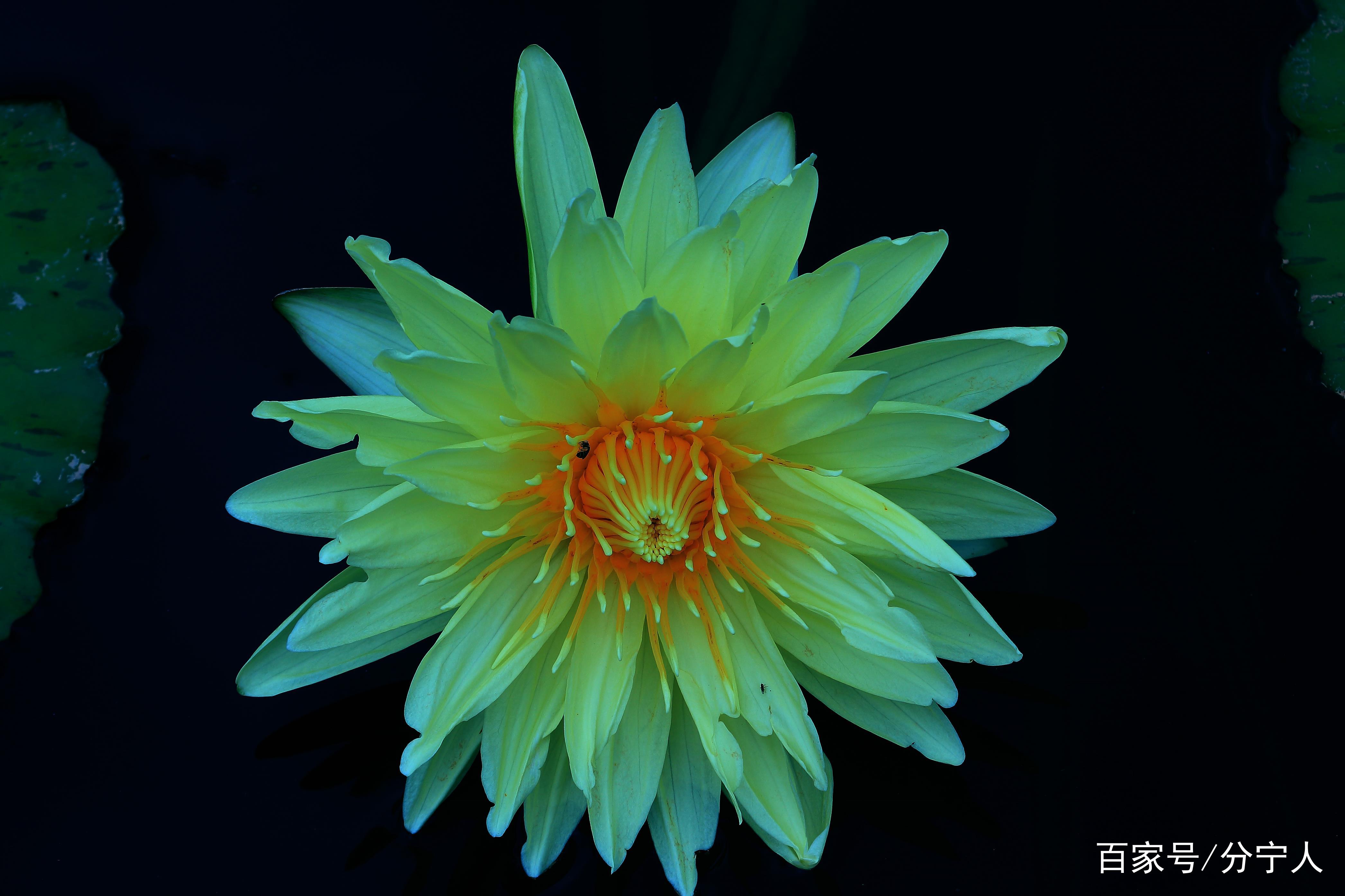 睡莲圣洁之美 超凡脱俗之花 百科ta说