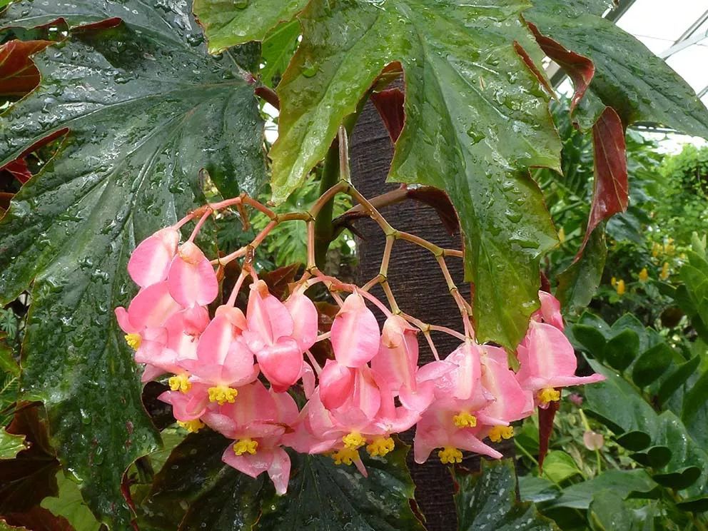 宁巴四翅秋海棠无性系1号