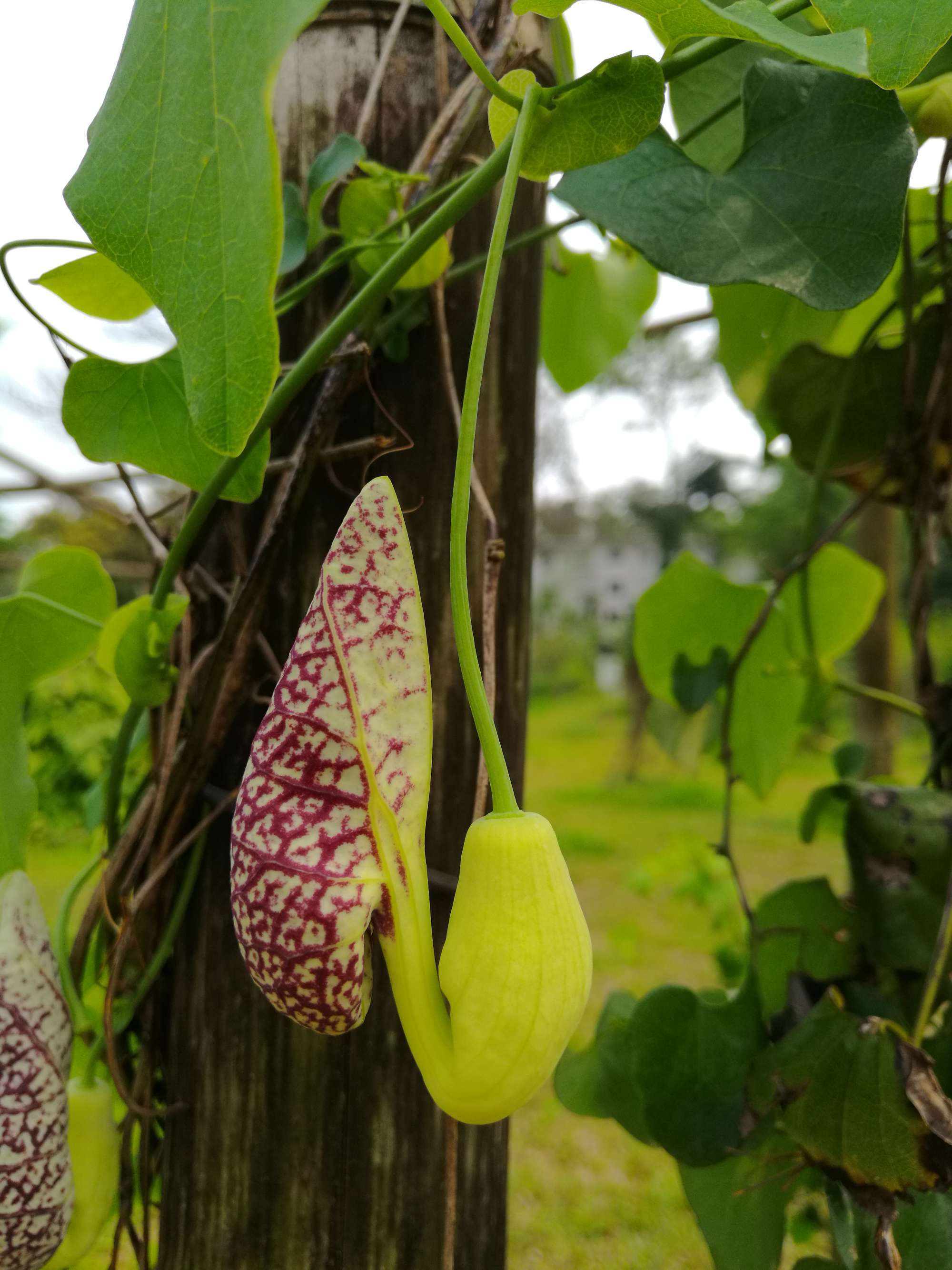 是马兜铃科马兜铃属植物,根圆柱形;茎有腐肉味;叶卵状三角形,长宰状