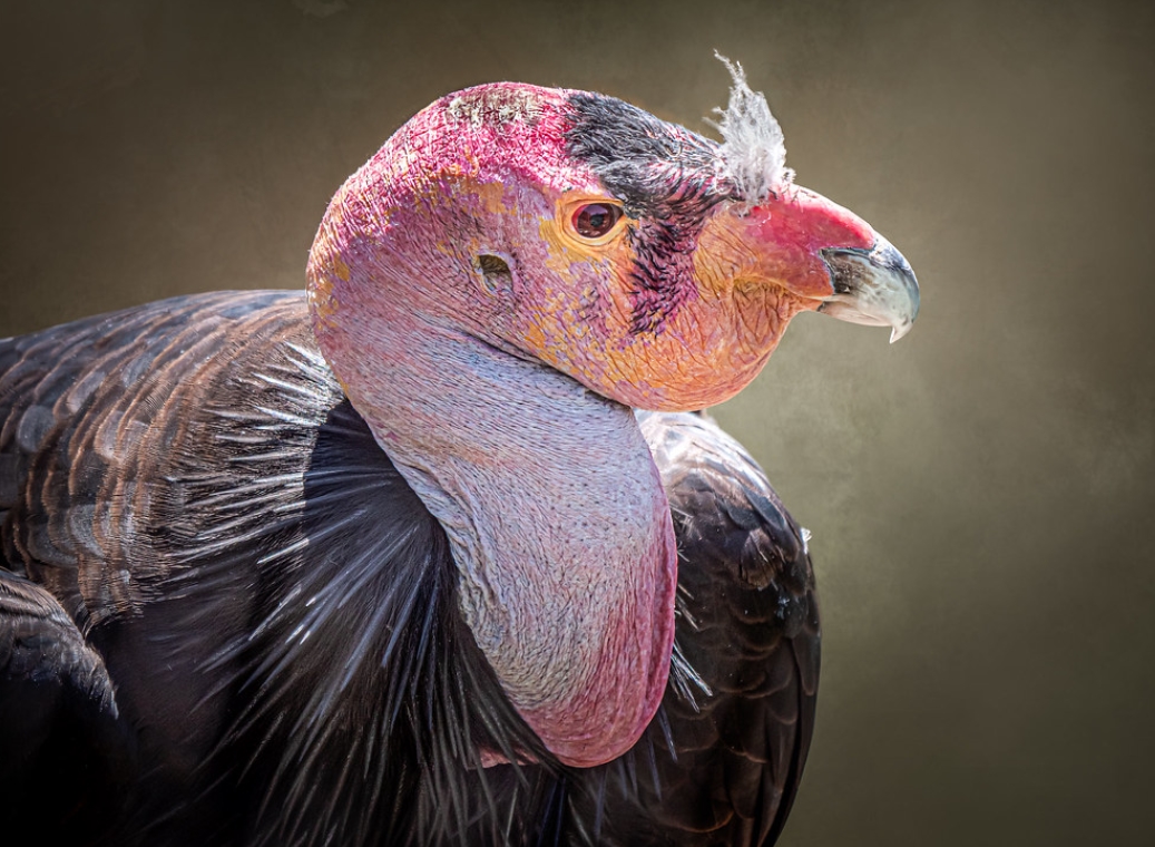  p>加州兀鹫(学名: i>gymnogyps californianus /i>):是美洲鹫科,加州
