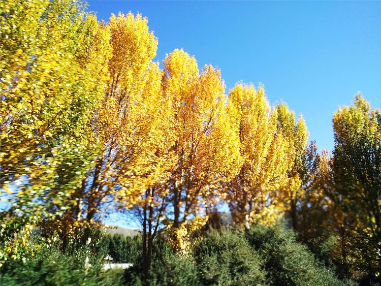  p data-id="gnwx7esl7t">柏杨树是西北最普通