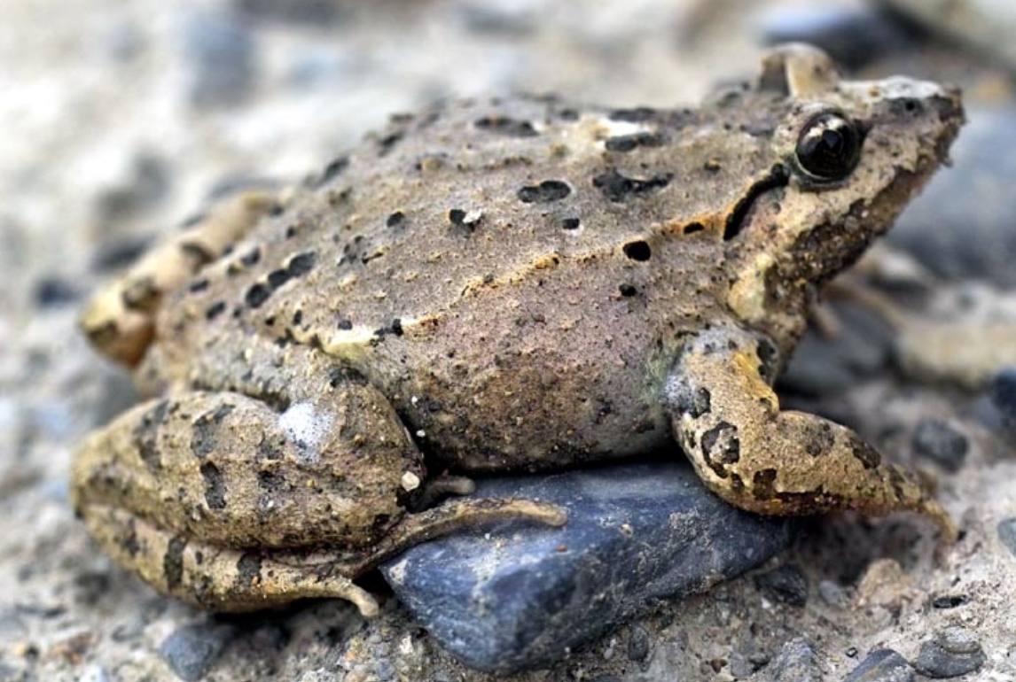 discoglossus scovazzi