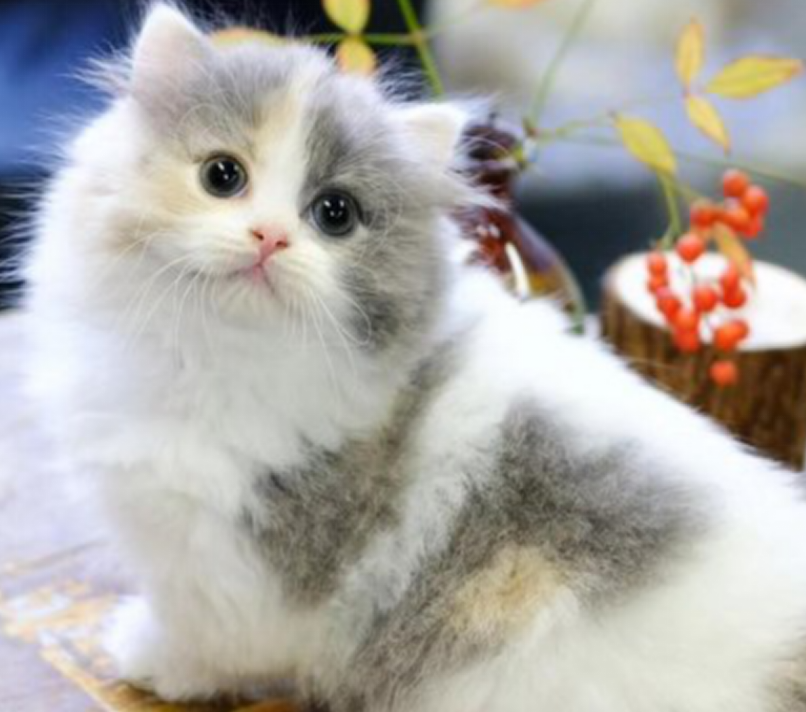 传闻中不可抵挡的三花猫魅力_百科TA说
