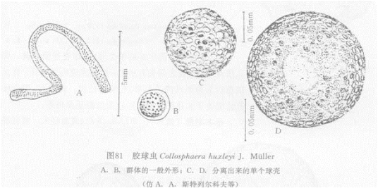 胶球虫_百度百科
