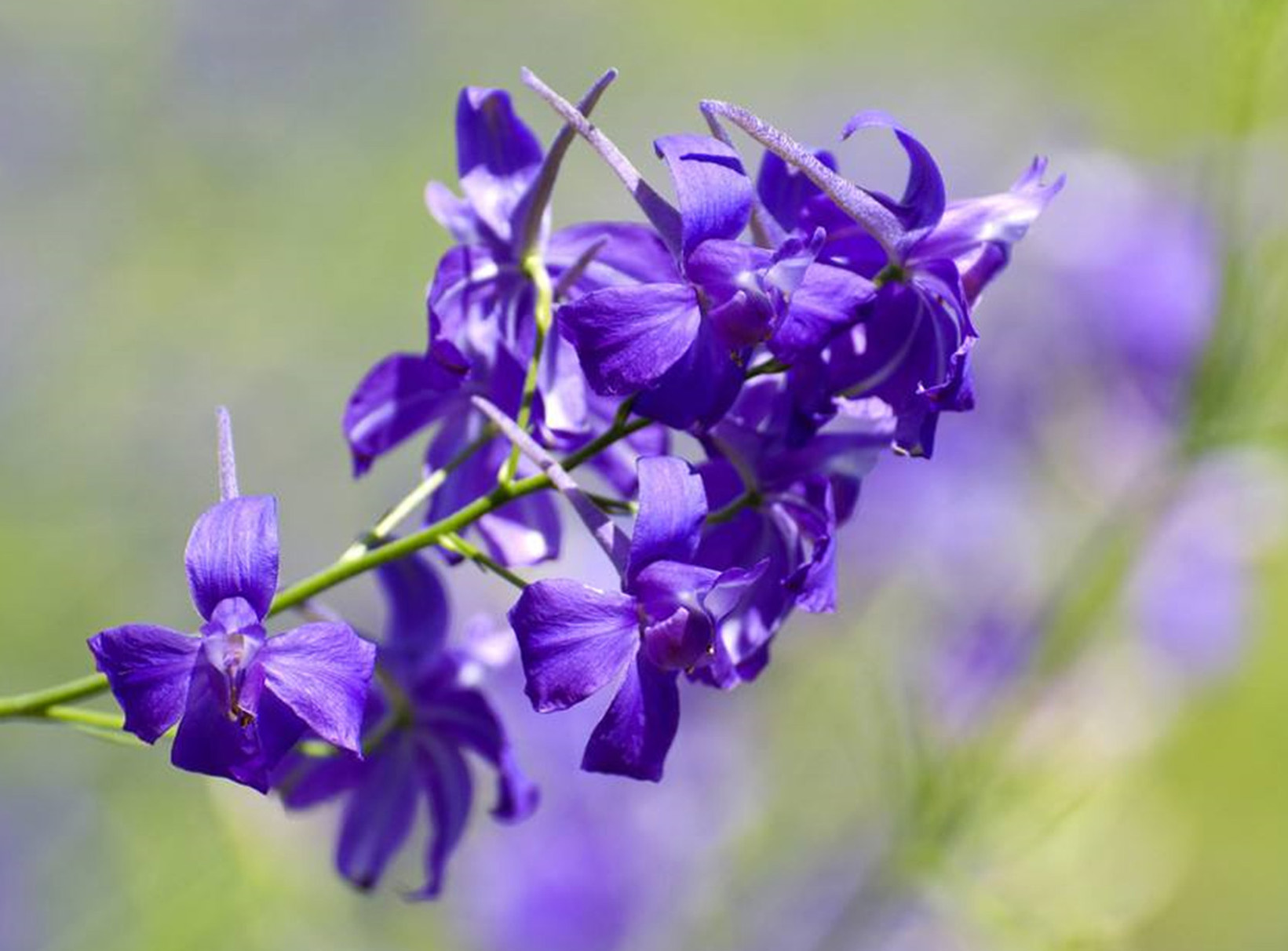 千鸟草(千鸟草和向日葵)