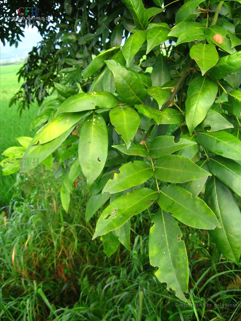  p>缘毛红豆(学名: i>ormosia howii /i> merr.