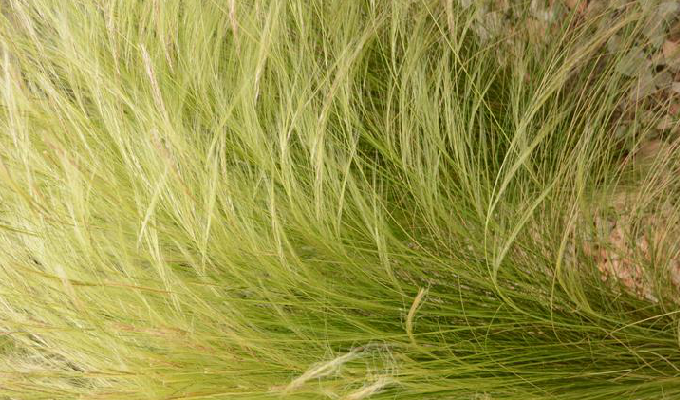 细叶针茅