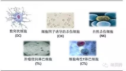 LAK细胞——CIK的前世真身_百科TA说