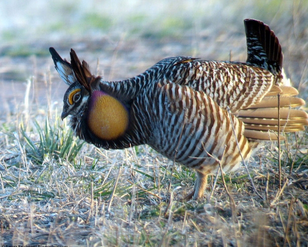 greater prairie chicken