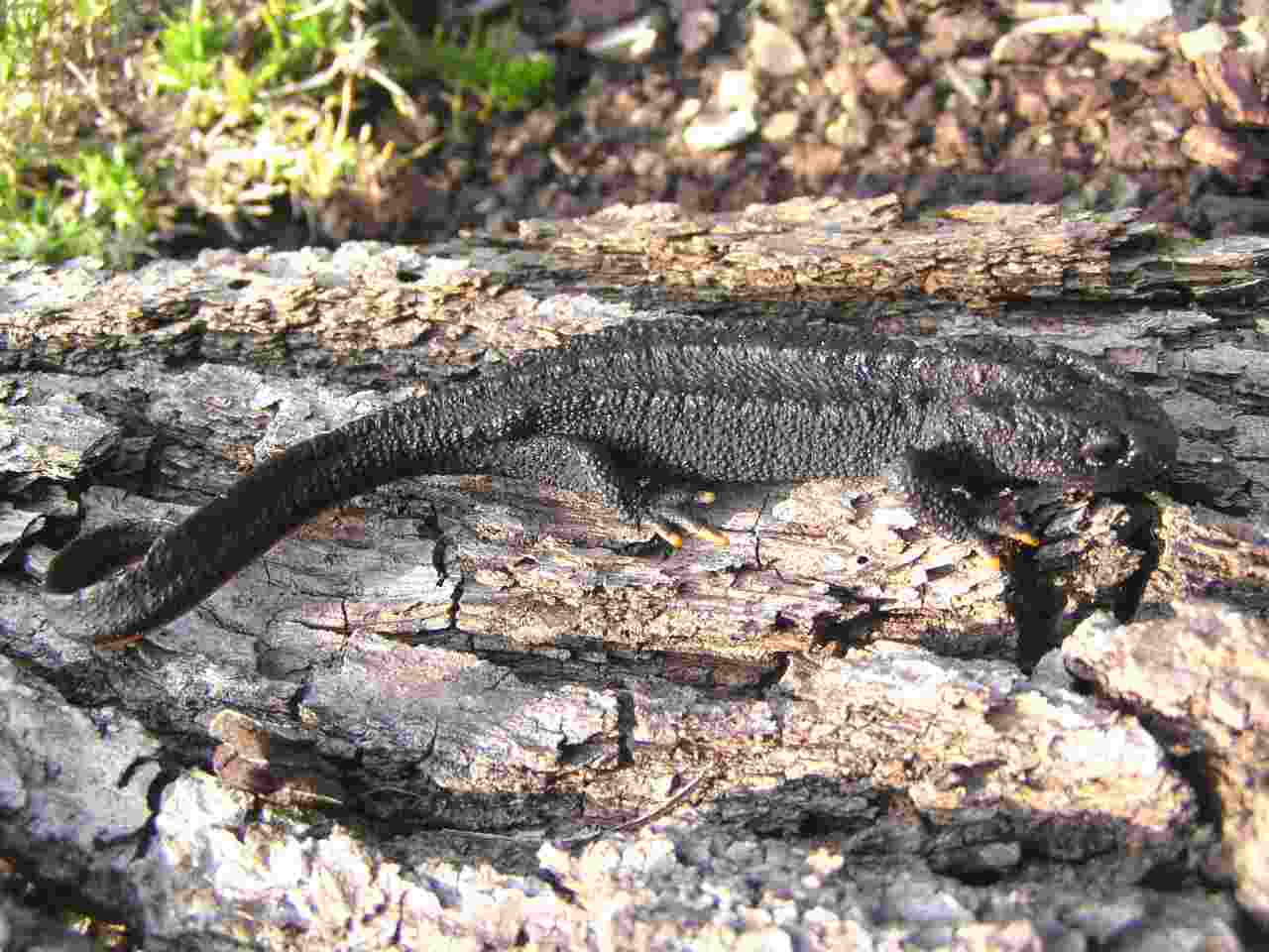  p>文县疣螈,asperrimus wenxianensis fei,ye et yang,1984,两栖类