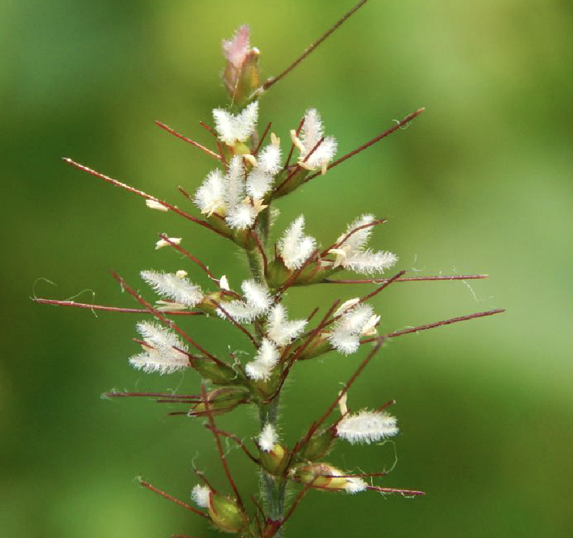 是禾本科,求米草属植物,多年生草本.