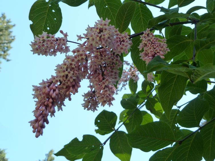  p>四川丁香(学名: i>syringa sweginzowii /i> koehne et lingelsh.