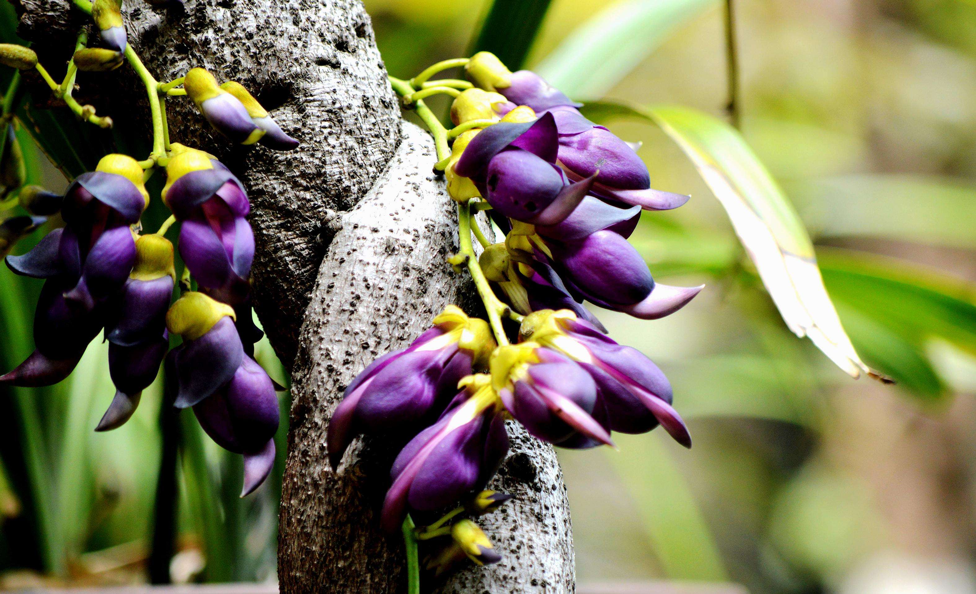  p>白花油麻藤( i>mucuna birdwoodiana /i> tutcher),蝶形花科黎豆属