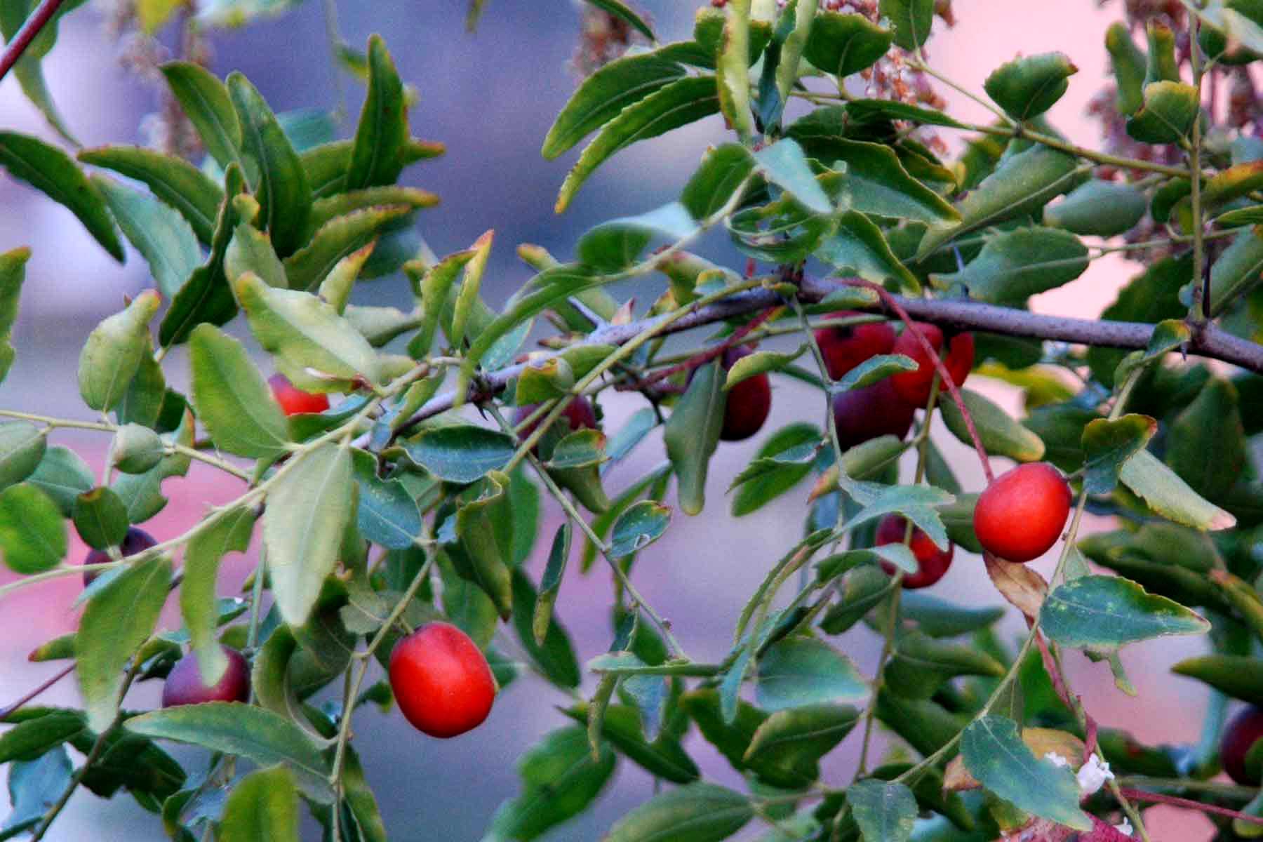 落叶灌木或小乔木,主要产于我国北方地区,野生山坡,旷野或路旁;果实能
