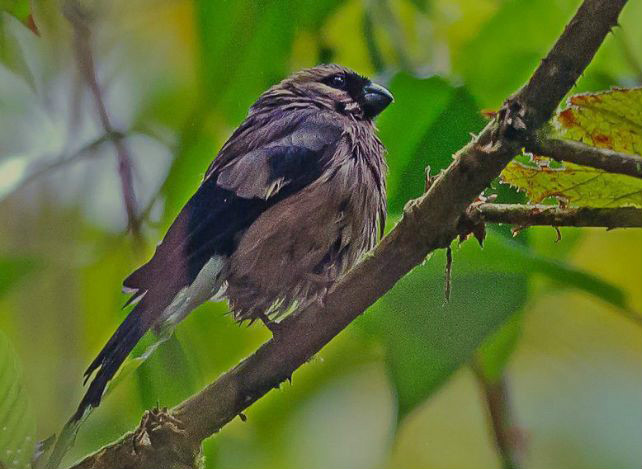 小型 a href="#" data-lemmaid="278334">鸟类 /a>,体长16-17厘米