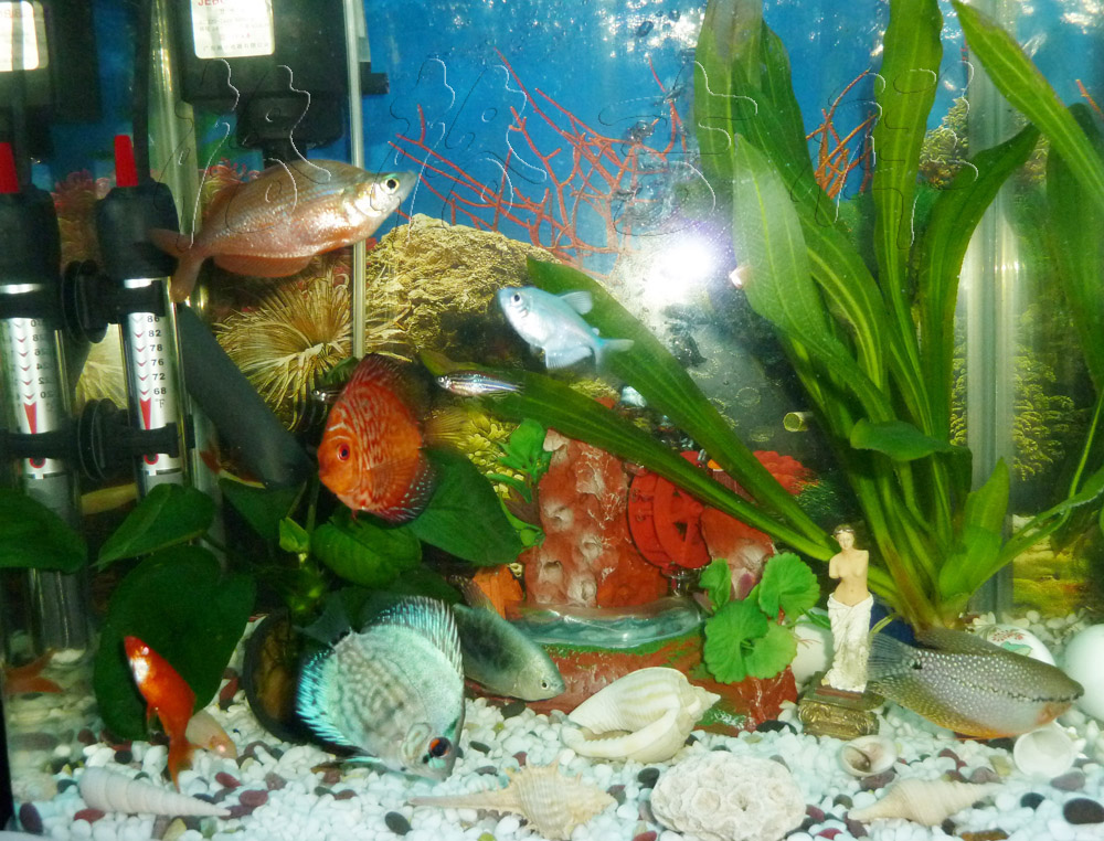  p>彩裙鱼又名灯火鱼,是 a href="#" data-lemmaid="1532985">黑裙鱼 