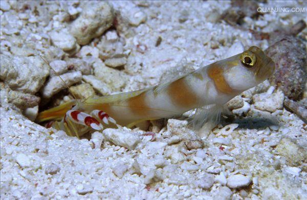  p>虾虎鱼是虾虎鱼科各虾虎鱼种类的统称.