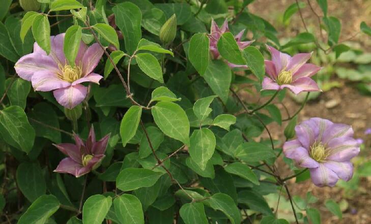  p>转子莲(拉丁学名: i>clematis patens /i> morr. et decne.