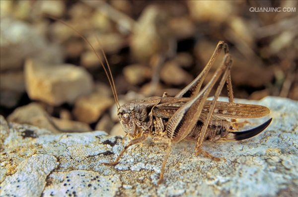  p>昆虫的外生殖器(genitalia)是昆虫生殖系统的体外部分,是用以交配