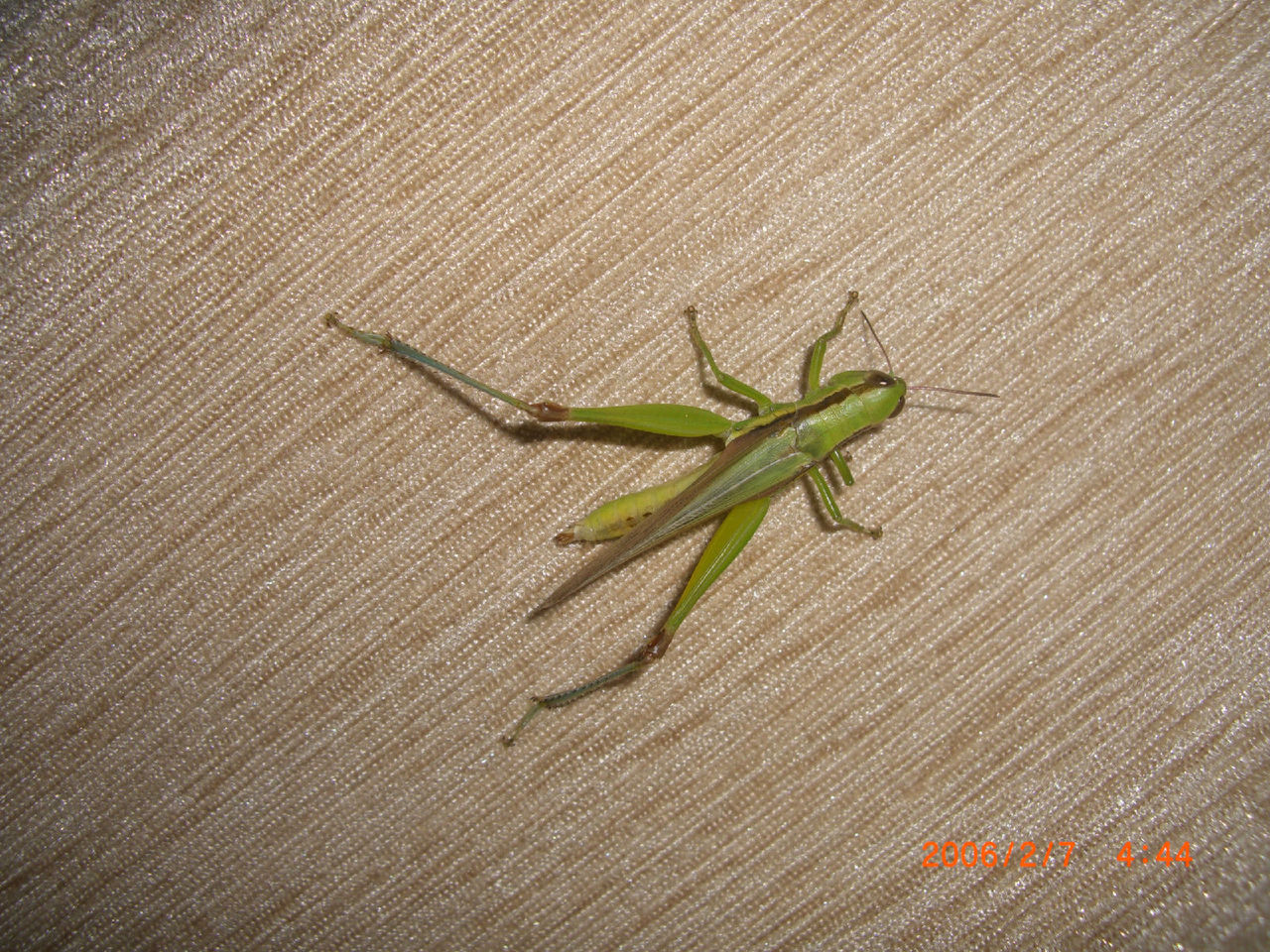  p>中华稻蝗(学名:oxya chinensis)在广东各地都有分布,主要为害水稻