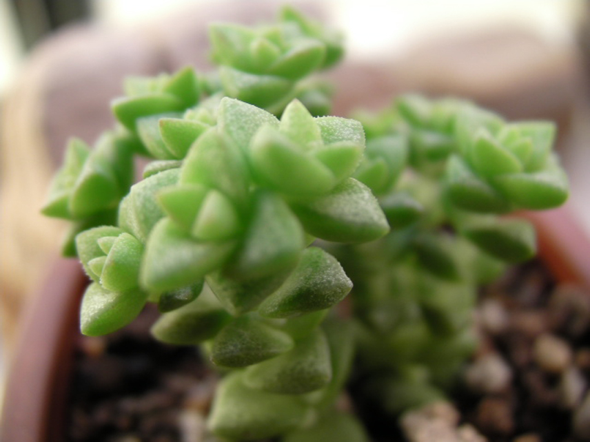  p>半球星乙女( i>crassula rupestris /i> ssp.