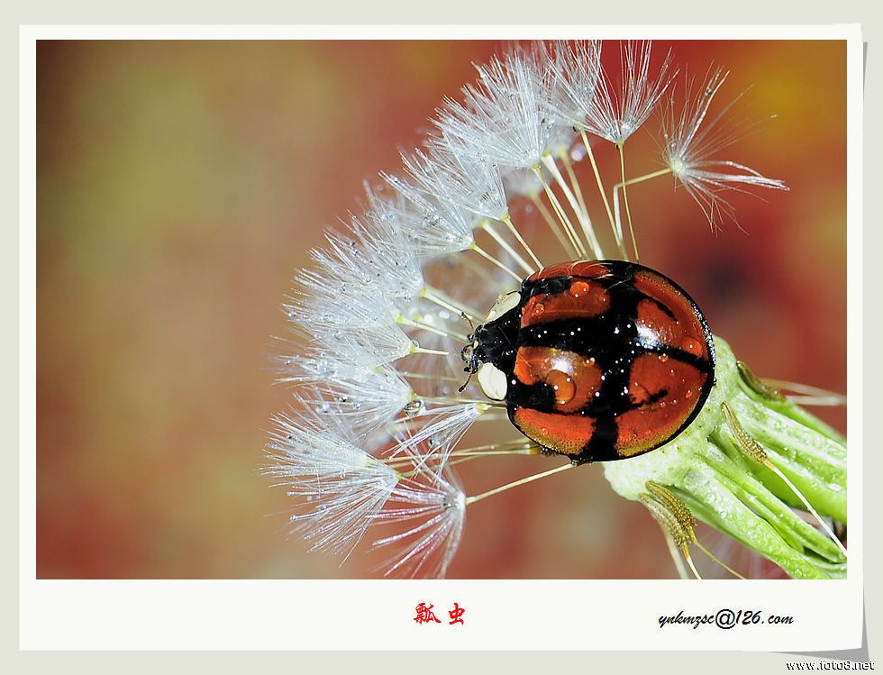 十二斑褐菌瓢虫