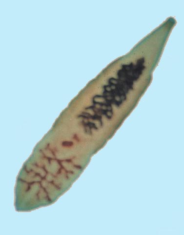  p data-id="gnwhfv0cbu">华支睾吸虫clonorchis sinensis (cobbold