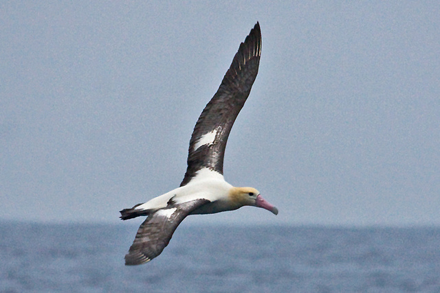 信天翁科下的一种大型 a target="_blank" href="/item/海鸟/3589123"