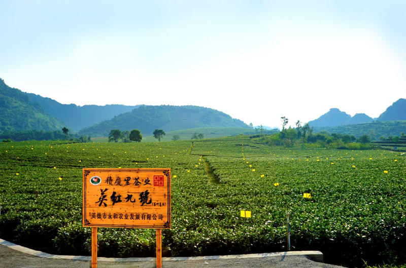 英德红茶