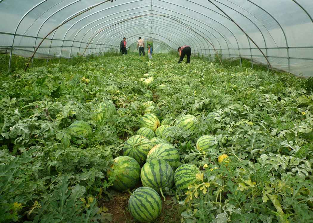 大棚西瓜