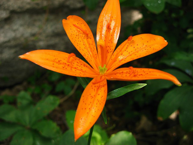  p>青岛百合(学名: i>lilium tsingtauense /i>)又名 a target="