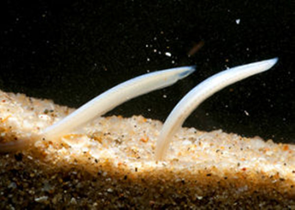 白氏鳃口文昌鱼