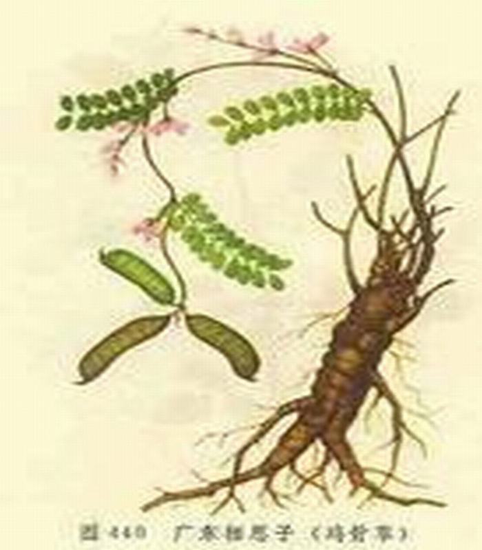 p>鸡骨草,中药名.为豆科植物广州相思子的干燥全株.甘,微苦,凉.