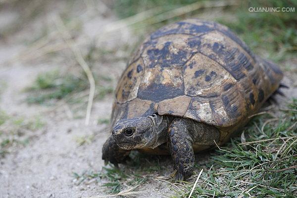  p>欧洲 a href="#">陆龟 /a>体型与体色的变异都很大,在 a href="#"