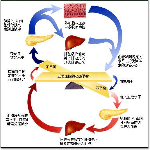  p data-id="gnx3qo0clx">血糖平衡的调节是 a target="_blank" href=