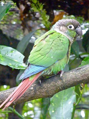  p>绿颊锥尾鹦鹉(学名:pyrrhura molinae)是典型的 a target="_blank"