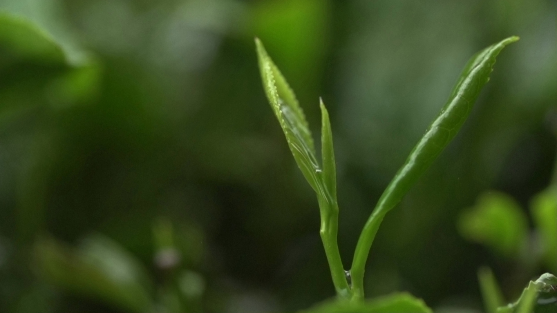 茶叶一片树叶的故事