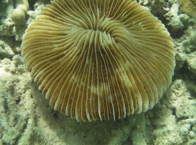  p>蕈珊瑚属(学名:fungia)是水螅型的单体或群体动物,共有25种.