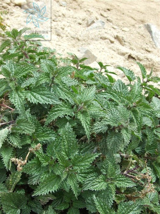  p>荨麻(学名: i>urtica fissa /i> e. pritz.