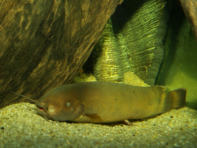 原产地非洲刚果河,生性凶猛,怕光,夜间活动频繁.