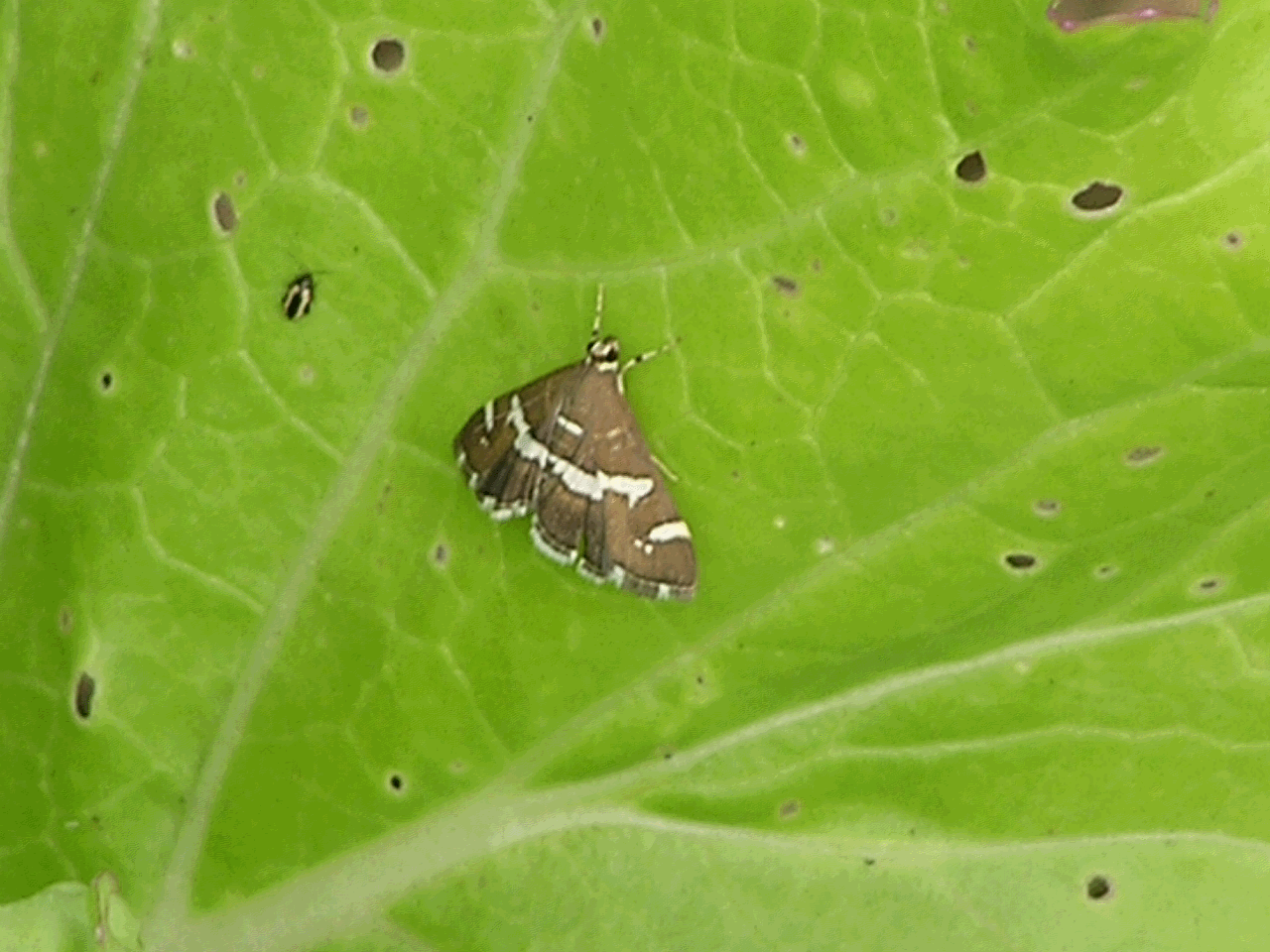  p>鳞翅目燕蛾科中的一种漂亮的 a target="_blank" href="/item/蛾