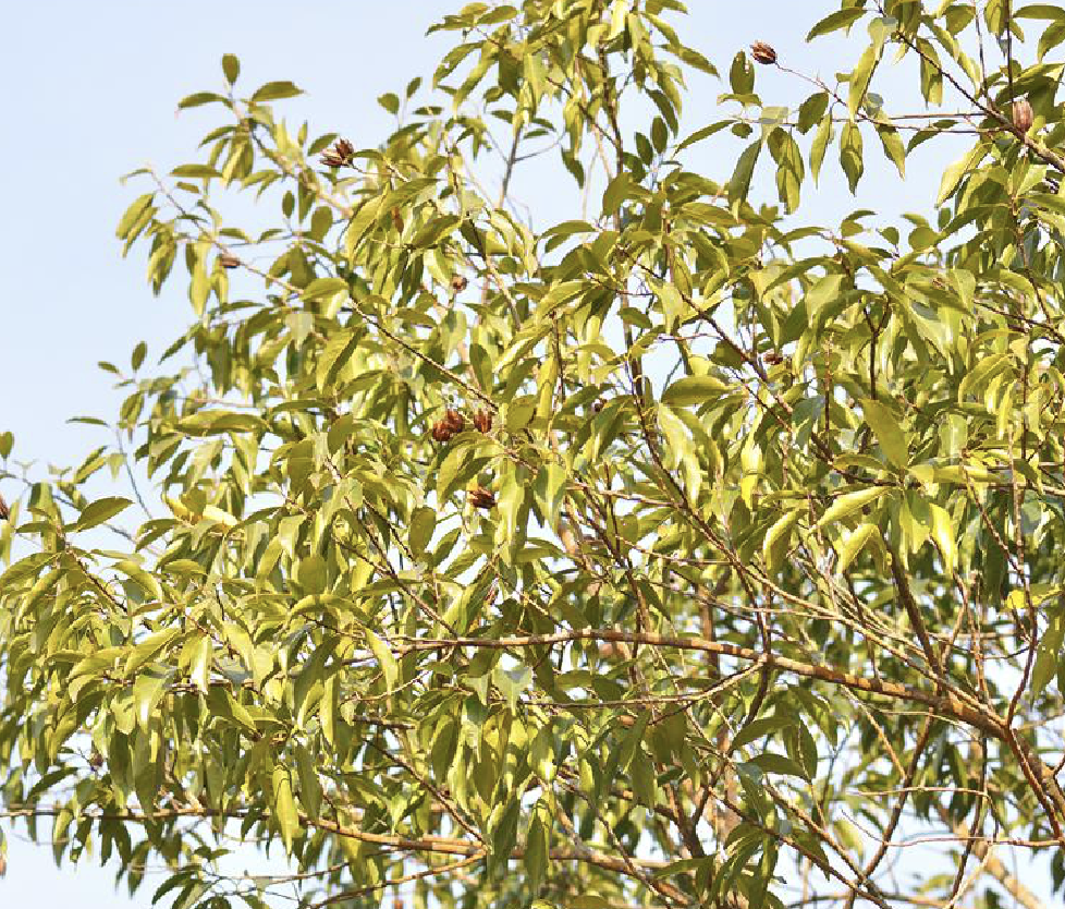  p>粘木(学名: i>ixonanthes /i>  i>reticulata /i> jack)是古柯科