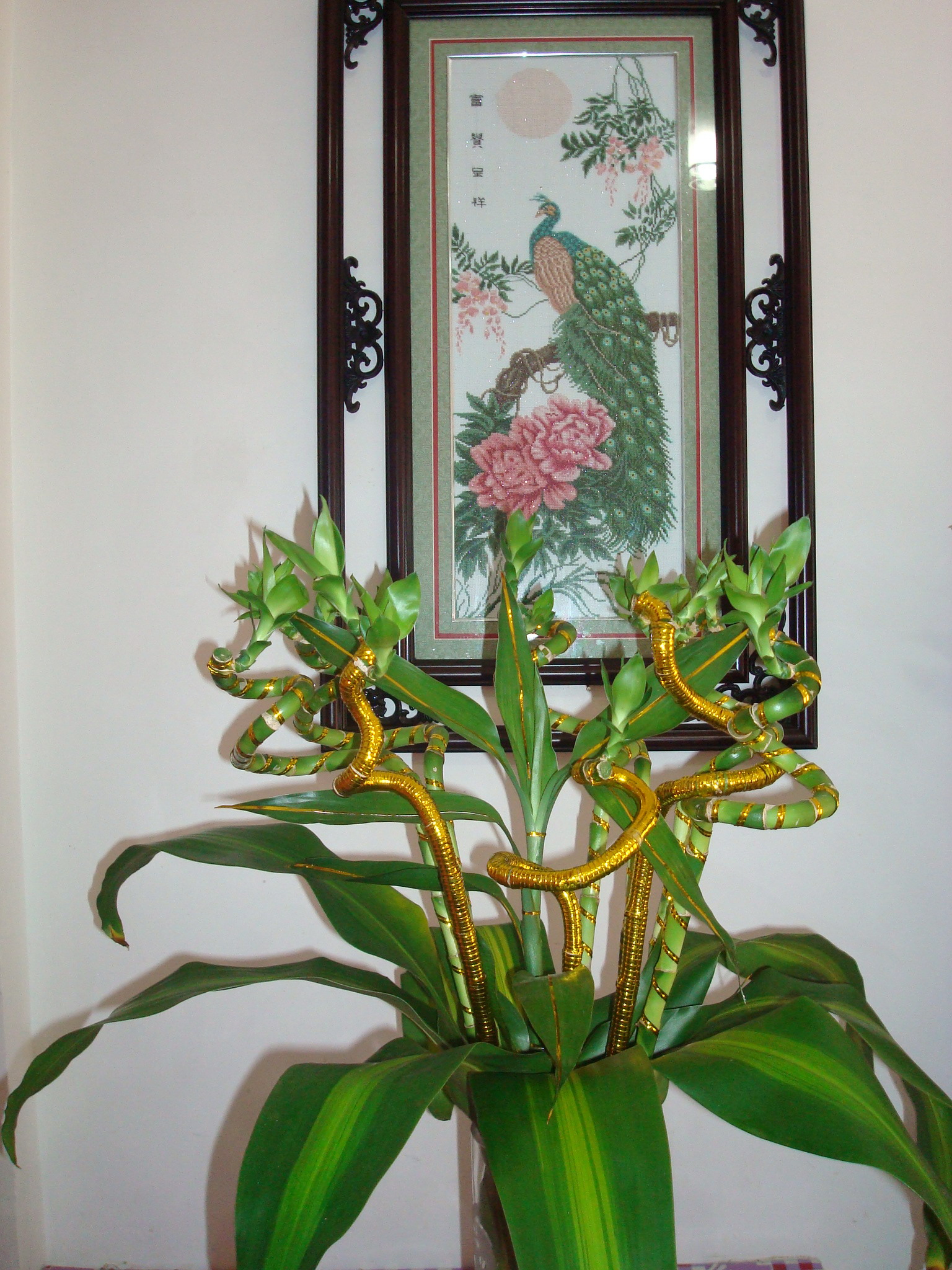  p>龙竹(学名: i>dendrocalamus giganteus /i> munro.